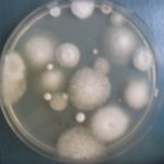 Culture Plate of Fusarium grown from soil sample
