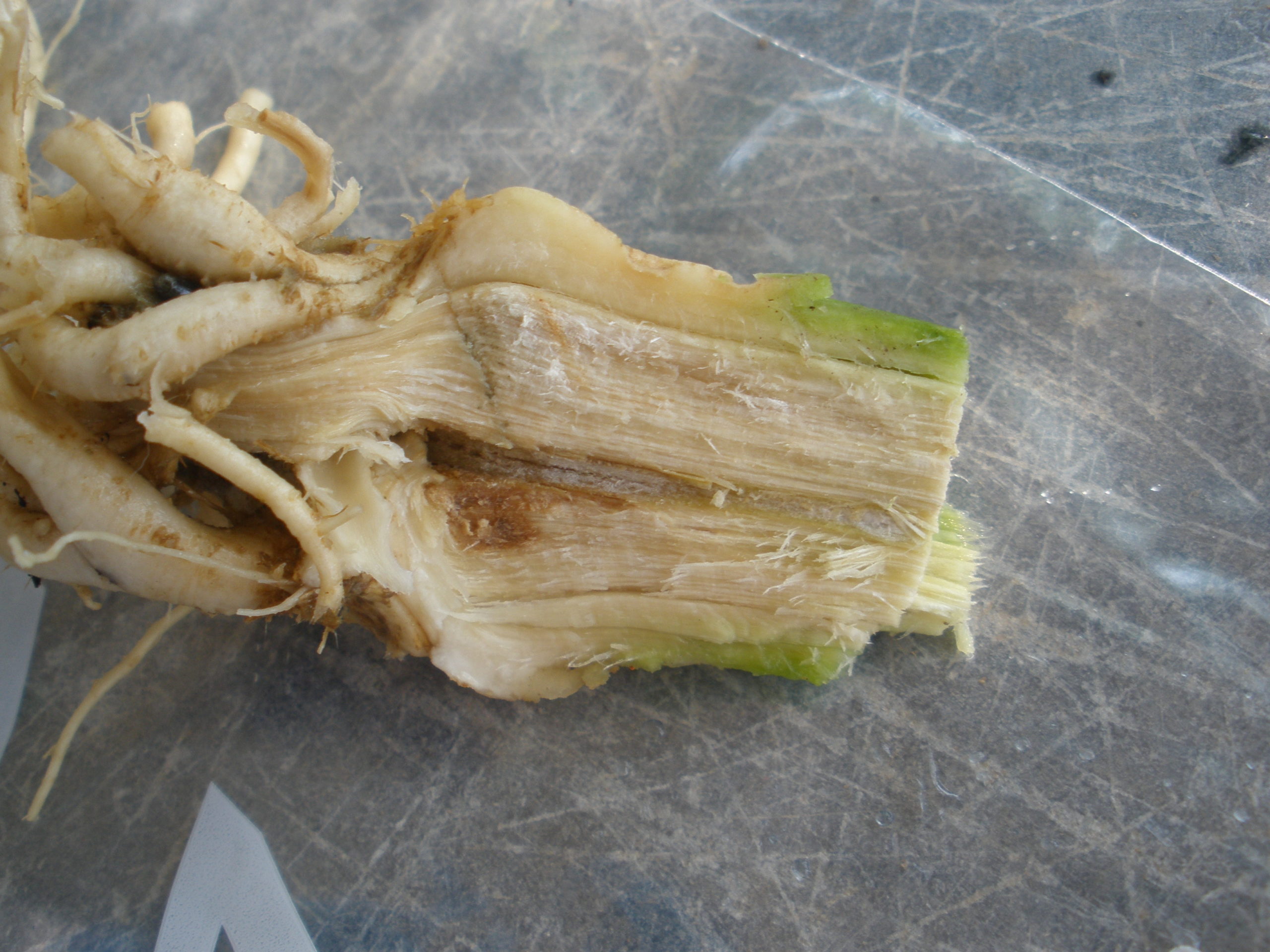 Fusarium Canker on cannabis stem
